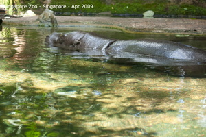 20090423 Singapore Zoo  65 of 97 